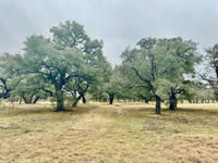 1126 Royal Oaks, Yorktown, TX 78164