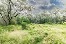 TBD Talk Ranch Rd.- Nordheim, TX 78141