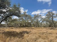 land for sale in Nordheim Texas