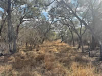 TBD Talk Ranch Rd.- Nordheim, TX 78141