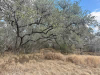 TBD Talk Ranch Rd.- Nordheim, TX 78141