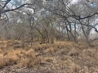 TBD Talk Ranch Rd.- Nordheim, TX 78141