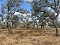 TBD Talk Ranch Rd.- Nordheim, TX 78141