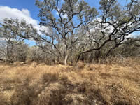 TBD Talk Ranch Rd.- Nordheim, TX 78141