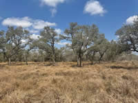 TBD Talk Ranch Rd.- Nordheim, TX 78141